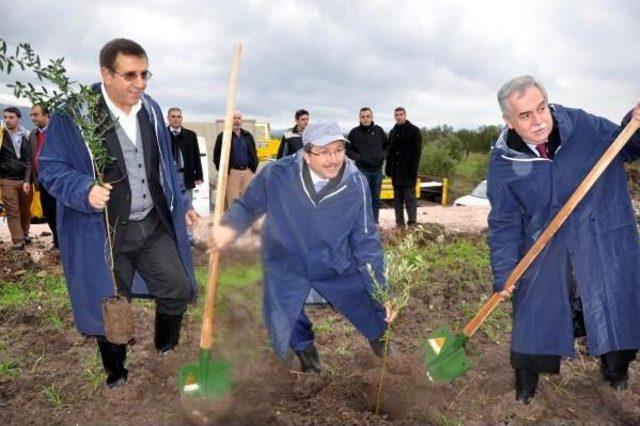 Santral İçin Zeytin Kesen Kolin Zeytin Kampanyası Başlattı