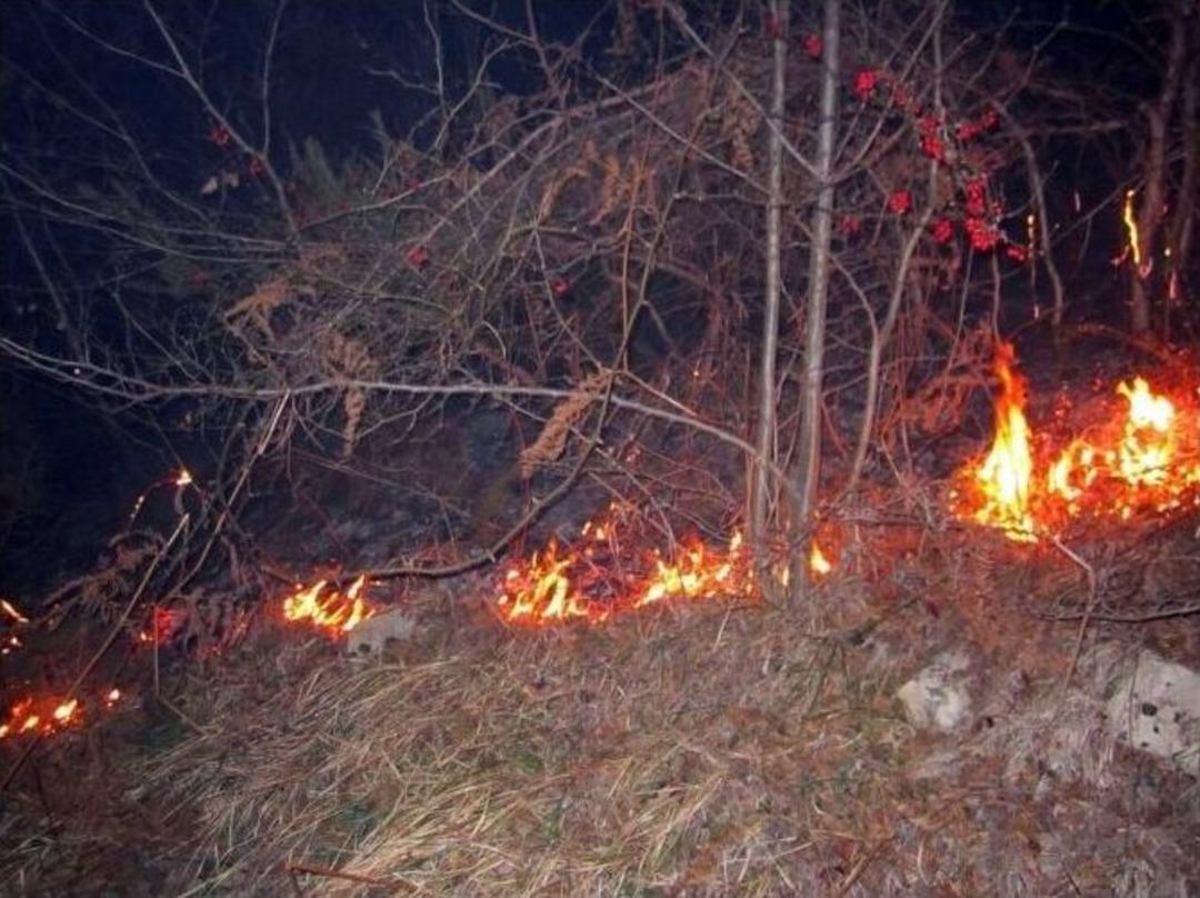 Fatsa&rsquo;da Orman Yangını