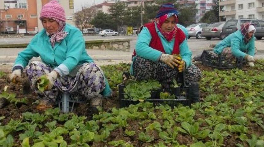 Bursa'yı &Ccedil;i&ccedil;eklendiriyorlar