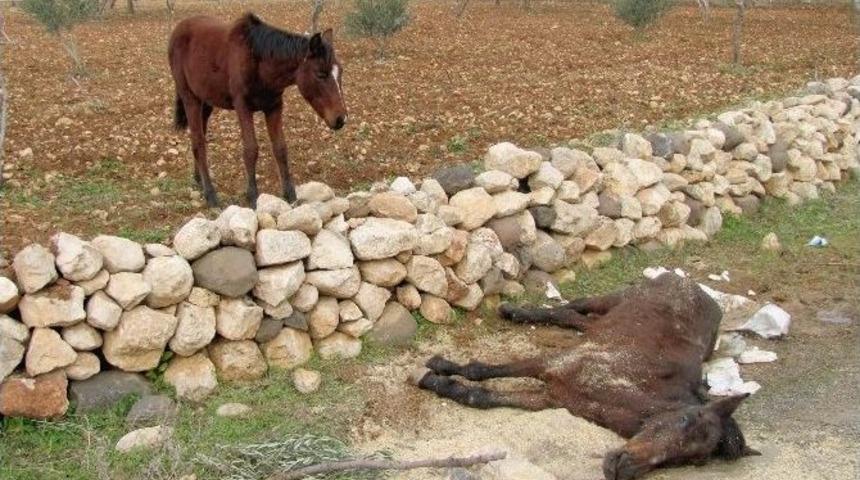 Telef Olan Atın Yavrusu, Annesinin Başından Ayrılmadı
