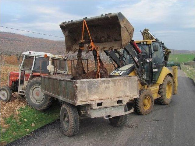 Telef Olan Atın Yavrusu, Annesinin Başından Ayrılmadı