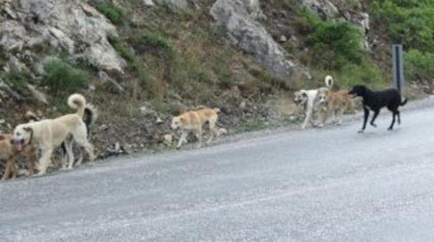 Başı Boş K&ouml;pekler Tehlike Sa&ccedil;ıyor