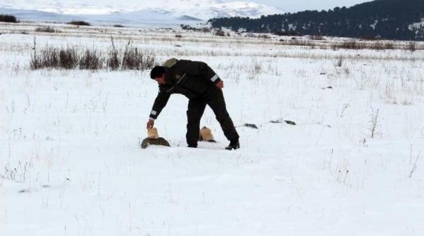 Ardahan'da Yaban Hayvanları İ&ccedil;in Doğaya Yem Bırakıldı