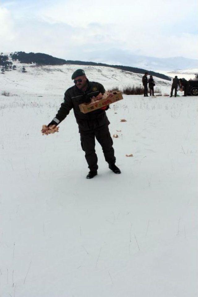 Ardahan'da Yaban Hayvanları İçin Doğaya Yem Bırakıldı