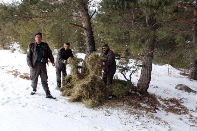 Ardahan'da Yaban Hayvanları İçin Doğaya Yem Bırakıldı