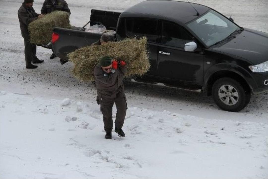 Yaban Hayata Yem Takviyesi