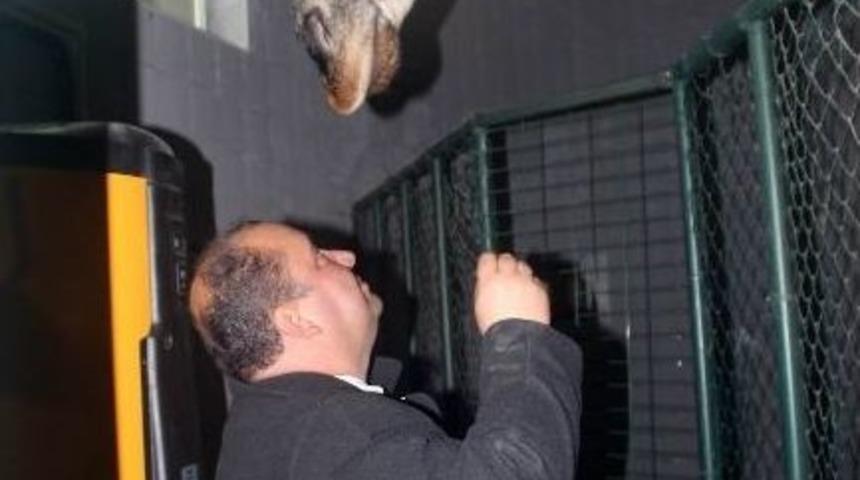 Yavru Z&uuml;rafaya &Ouml;zel Isıtma Sistemi