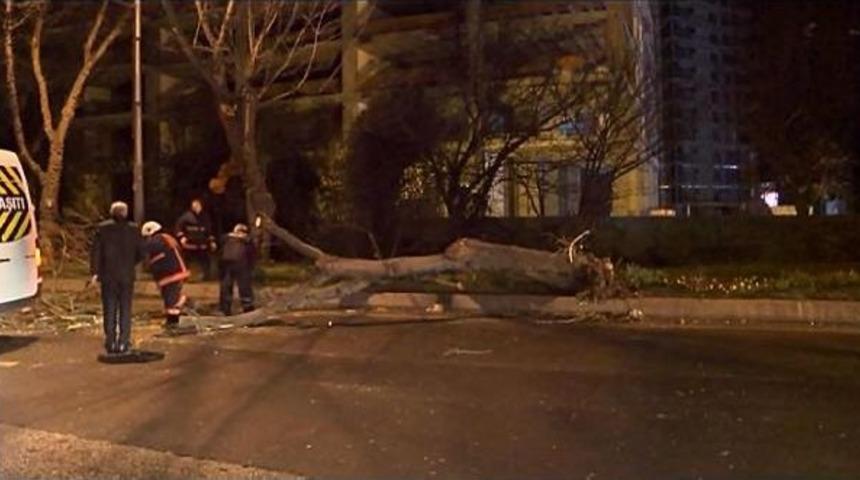 Lodos Ağa&ccedil; Devirdi, Deniz Seferlerini İptal Ettirdi