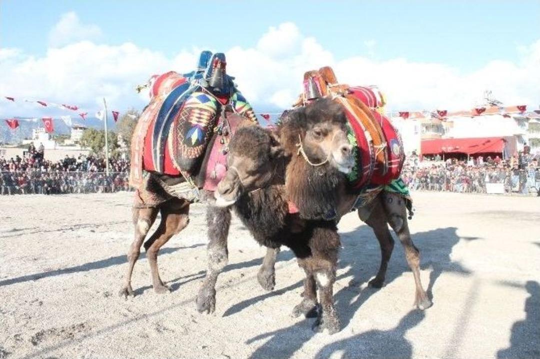 Antalya&rsquo;da Eğitime Katkı İ&ccedil;in Deve G&uuml;reşi D&uuml;zenlendi