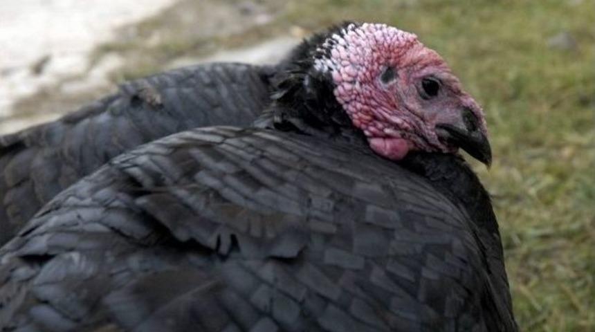 Her Keseye Uygun &lsquo;hindi&rsquo; Se&ccedil;eneği