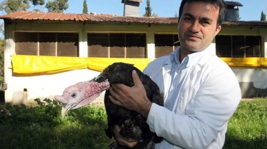 "yılbaşından Sonra Da Hindi Eti T&uuml;ketelim" &Ccedil;ağrısı