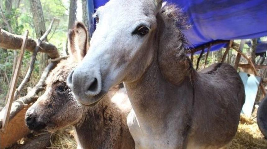 Yozgat&rsquo;ta Binek Hayvanlarından At Sayısı Azalırken Eşek Sayısı Arttı