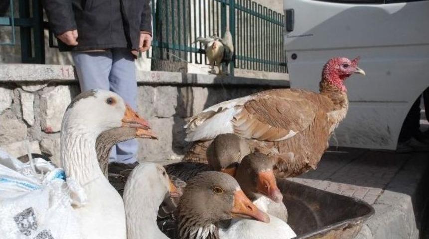 Hindiyi Pahalı Bulan Kaz Alıyor