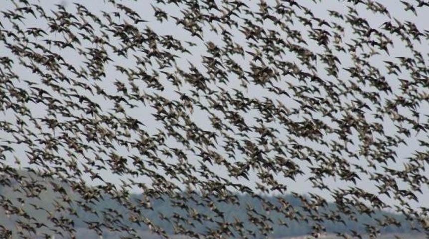 Sığırcıkların G&ouml;rsel Ş&ouml;leni