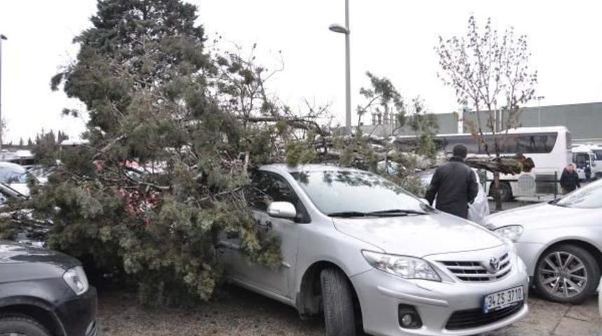 Lodosun S&ouml;kt&uuml;ğ&uuml; Ağa&ccedil; Park Halindeki 3 Otomobilin  &Uuml;zerine D&uuml;şt&uuml;