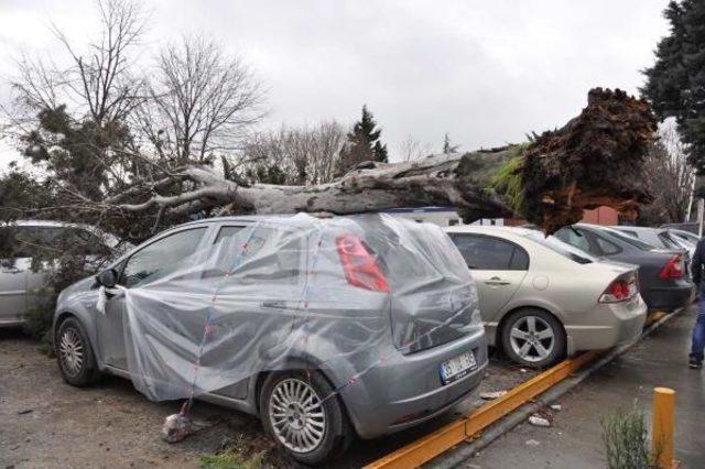 Lodosun Söktüğü Ağaç Park Halindeki 3 Otomobilin  Üzerine Düştü