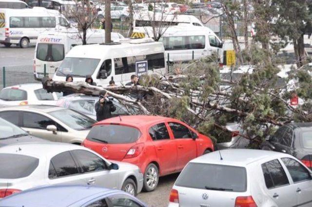 Lodosun Söktüğü Ağaç Park Halindeki 3 Otomobilin  Üzerine Düştü