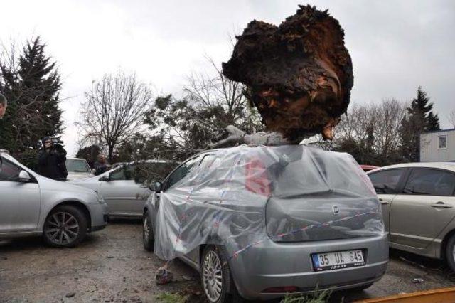 Lodosun Söktüğü Ağaç Park Halindeki 3 Otomobilin  Üzerine Düştü