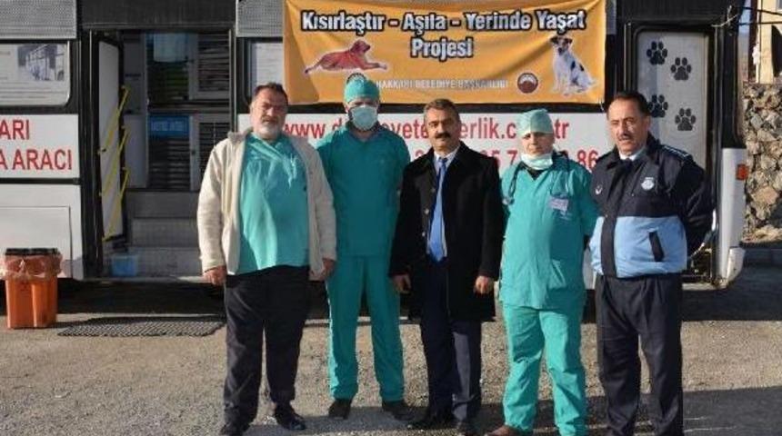 Hakkari'de Sokak Köpekleri Kısırlaştırılıyor