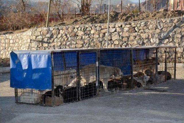 Hakkari'de Sokak Köpekleri Kısırlaştırılıyor