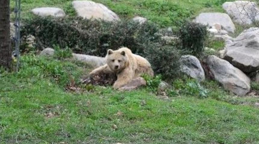 Hayvanat Bahçesini Orman Sanan Ayı Kış Uykusu İçin Kendine İn Kazdı