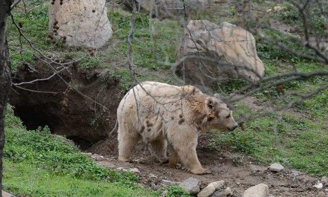 Hayvanat Bahçesini Orman Sanan Ayı Kış Uykusu İçin Kendine İn Kazdı