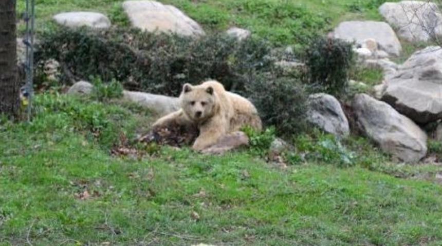 Kış Uykusuna Yatmak İsteyen Ayı, Haynat Bah&ccedil;esine İn Kazdı