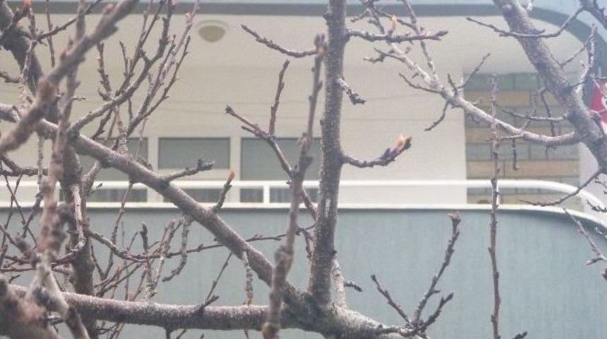 Bilecik Çiftçisinde ‘yalancı Bahar’ Endişesi’