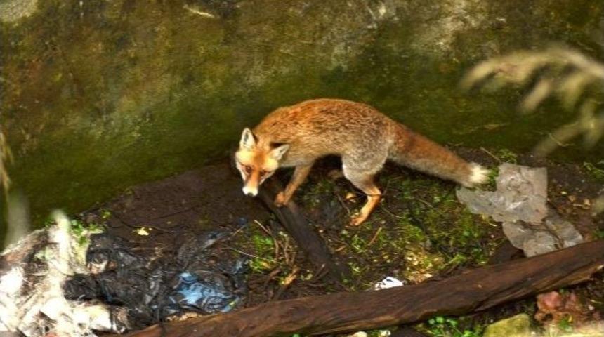 Tilki D&uuml;şt&uuml;ğ&uuml; Kuyudan &Ccedil;ıkamayınca Akut İmdadına Yetişti