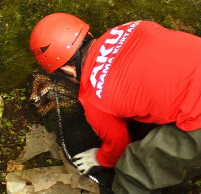 Tilki Düştüğü Kuyudan Çıkamayınca Akut İmdadına Yetişti