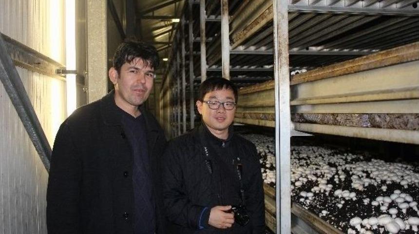 Yalova Ve G&uuml;ney Kore Arasında Ortak Mantar Projesi