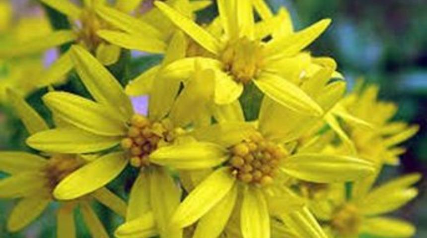 Kronik B&ouml;brek Yetmezliğine Altınbaşak Otu