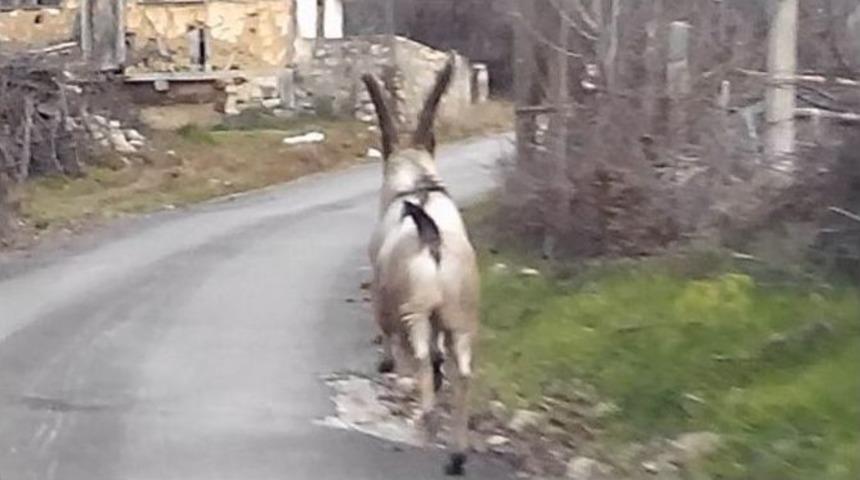 Yabani Dağ Ke&ccedil;isi K&ouml;y Merkezine İndi
