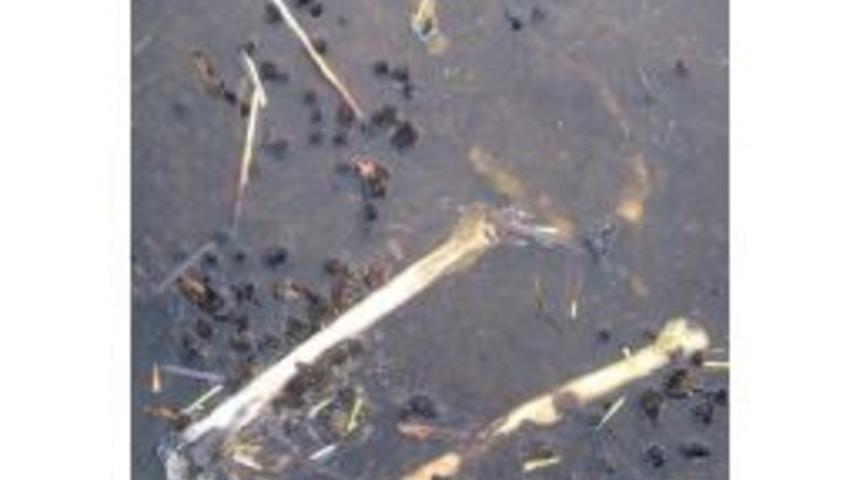 Sazlıkta İnsan Kemikleri Bulundu