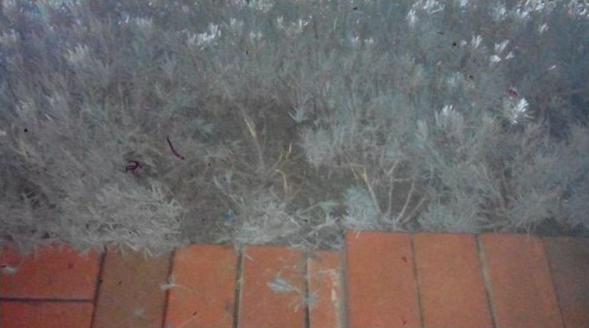 Bunlar Da &Ccedil;i&ccedil;ek Hırsızları