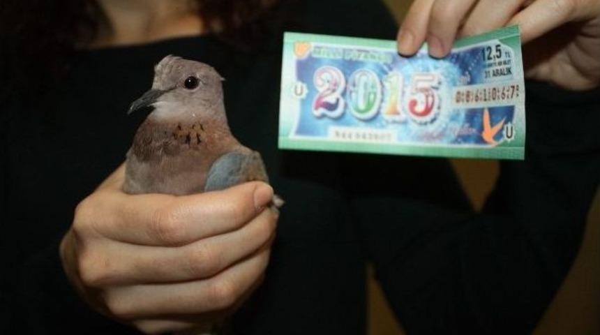 Talih Kuşu Camdan Girdi