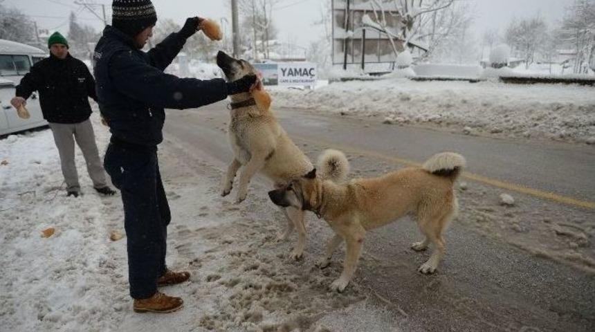 Uludağ&rsquo;da Karda A&ccedil; Kalan Hayvanlara Belediye Şefkati