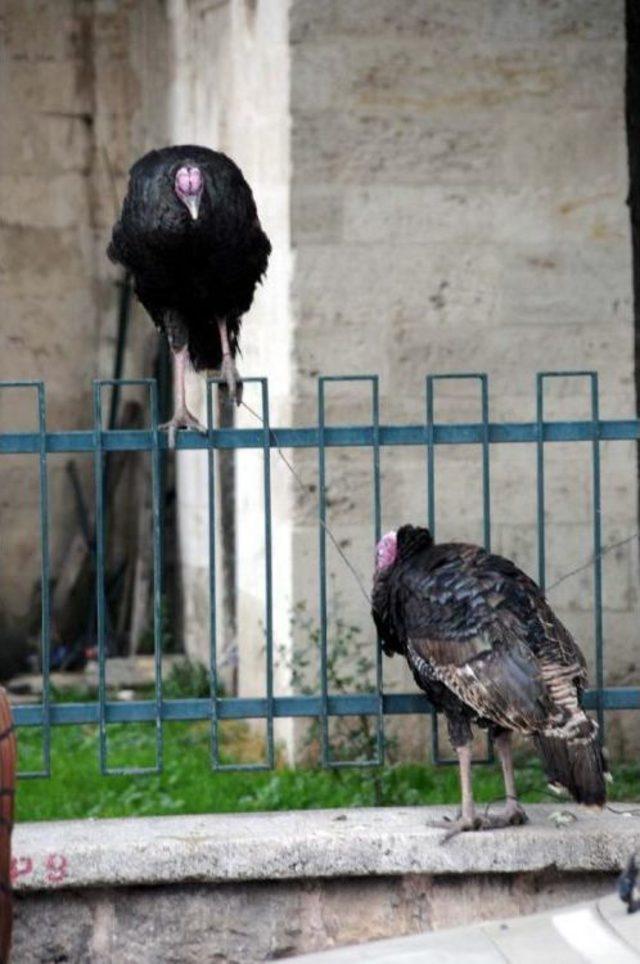 Tokat'ta Kavşakta Hindi Satışı