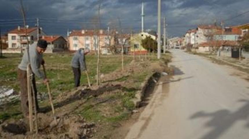 Bolvadinde Ağa&ccedil;landırma &Ccedil;alışmaları