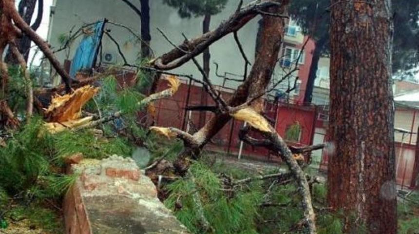 Salihli'de Fırtına Ağa&ccedil;ları Devirdi