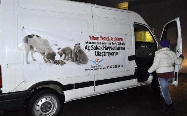 Yılbaşı Gecesi Sahipsiz Sokak Hayvanları İçin Yiyecek Topladılar 3