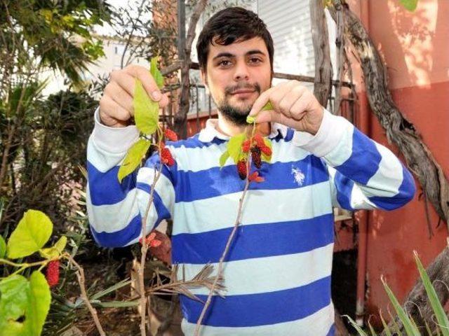 Demre de &Ccedil;i&ccedil;ekler A&ccedil;tı, Dut Ağacı Meyve Verdi 1