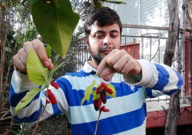 Demre de &Ccedil;i&ccedil;ekler A&ccedil;tı, Dut Ağacı Meyve Verdi 2