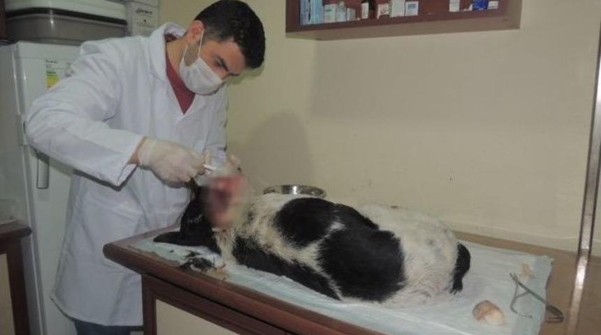 Kafasından Vurulan K&ouml;pek Tedavi Edildi