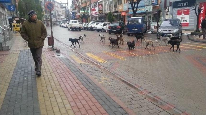 Bu Da K&ouml;pek &Ccedil;etesi