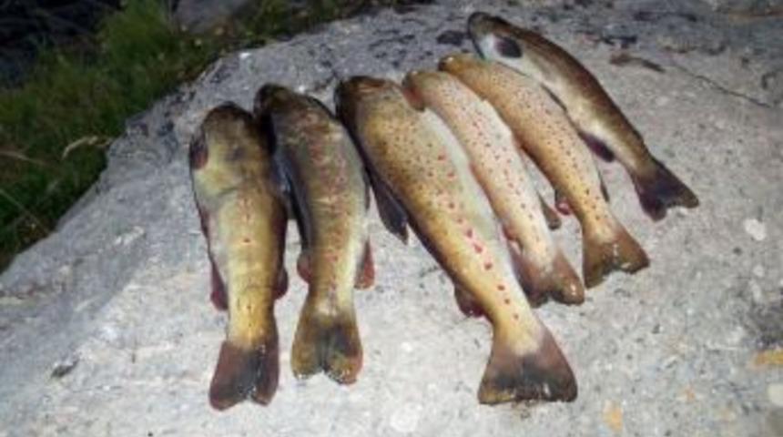 &Ccedil;ambaşı Derelerine 16 Bin Alabalık Yavrusu Bırakıldı