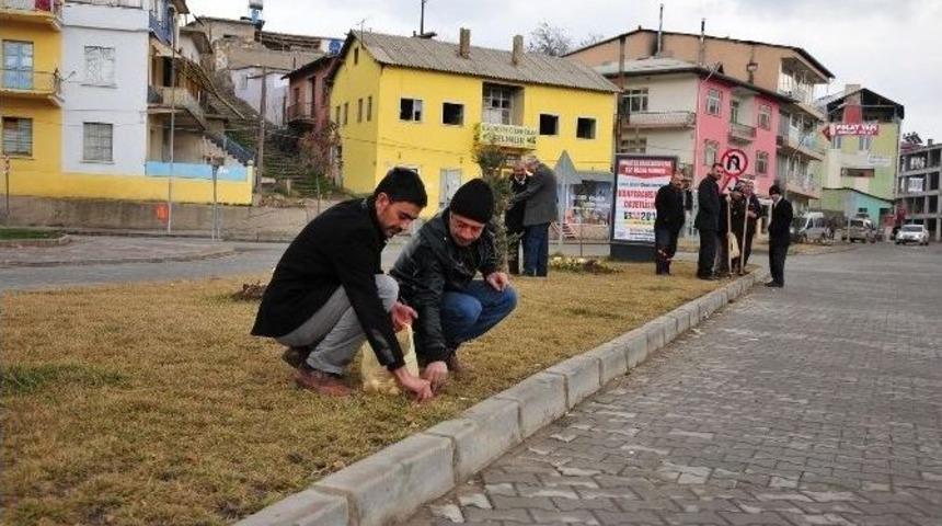 Afşin&rsquo;de 15 Bin Lale, Nergis Ve S&uuml;mb&uuml;l Soğanı Ekiliyor