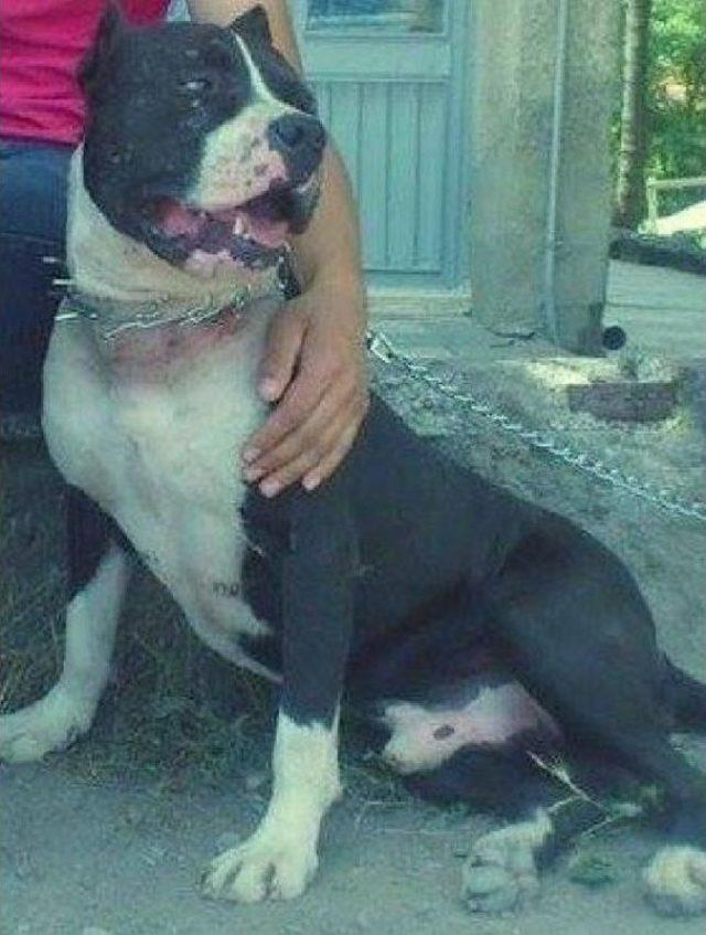 Çorum'da Sahibiyle Kavga Edenlere Saldıran Pitbull'u Polis Vurdu