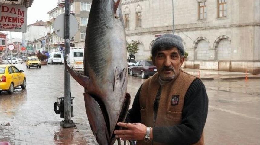 50 Kiloluk Orkinos Balığı G&ouml;renleri Şaşırtıyor