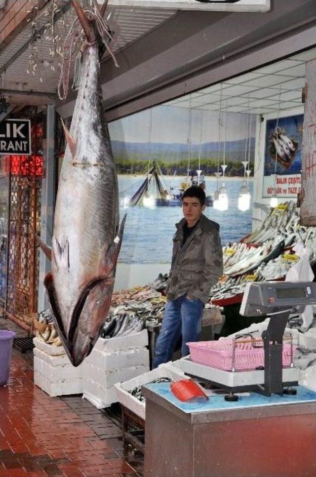 50 Kiloluk Orkinos Balığı Görenleri Şaşırtıyor